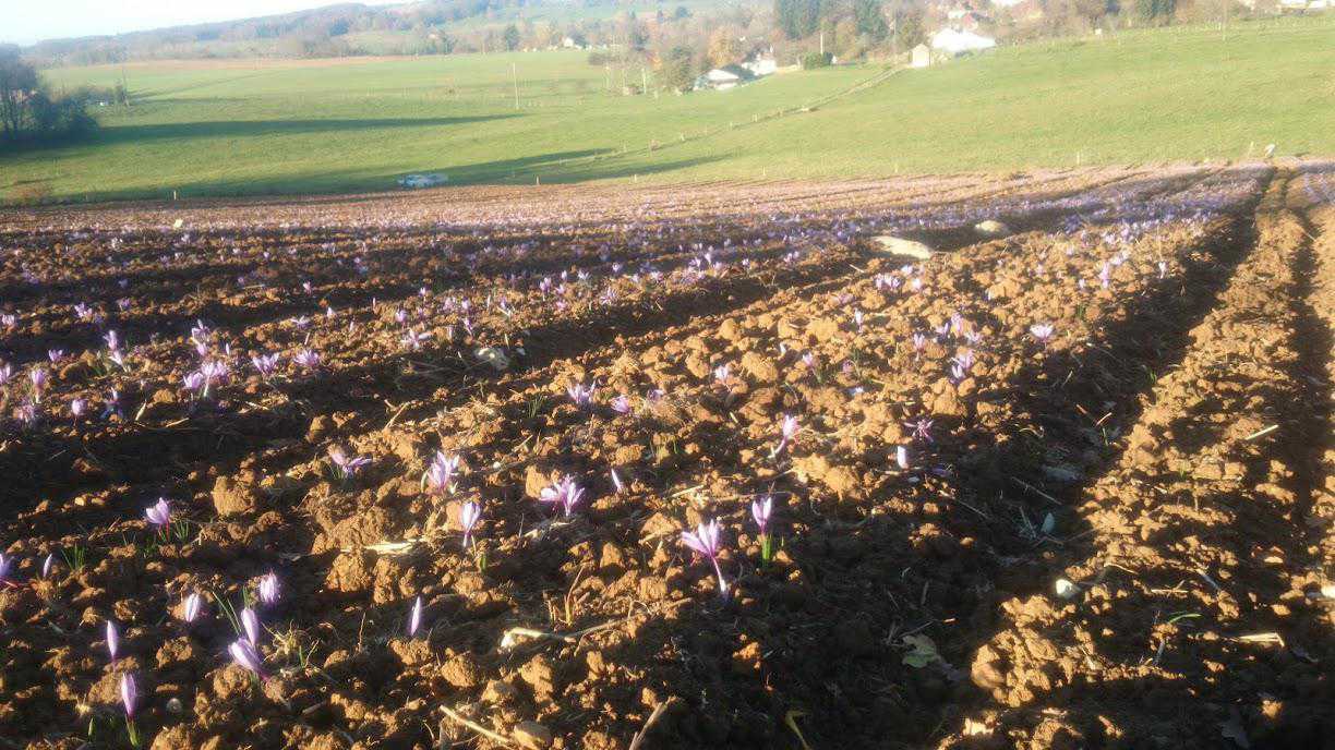 safran champ avec bulbes plantés dans le sol crocus sativus