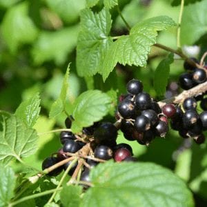 Cassissier Noir de Bourgogne - Godet 9 cm - Bio