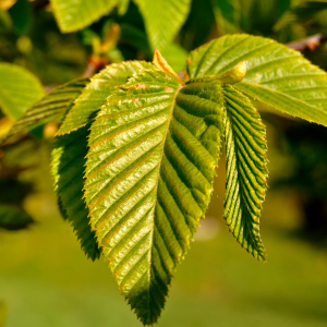 Noisetier Truffier Commun Tuber Melanosporum (Truffe Noire / du Périgord)