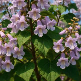 acheter plant paulownia