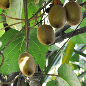 Plant de Kiwi Tomuri Mâle Bio - Godet 9 cm