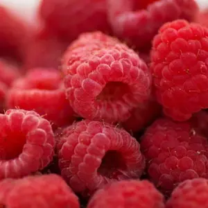 Framboise-300x300-1