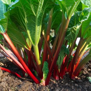 plants de rhubarbe goliath bio