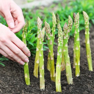 Plants d'Asperges