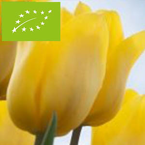 Bulbe de Tulipe Bio - Yokohama