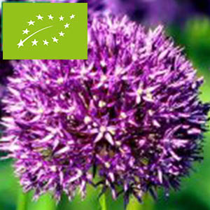 Allium-purple-sensation