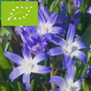 Scilla-Siberica