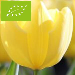 Tulipe-Friendship
