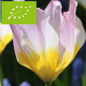 Tulipe-Lilac-Wonder