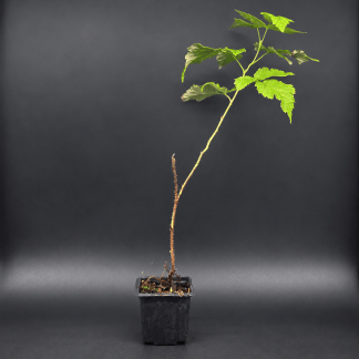 Plant de Framboisier Bio Topla - Godet 7 cm