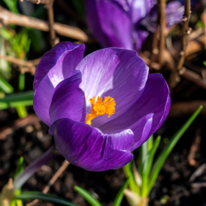 Bulbe de Crocus Bio – Vernus Flower Record