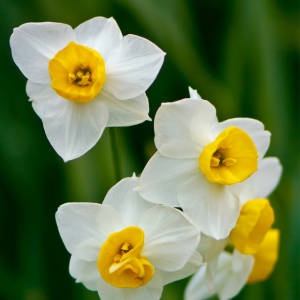 Narcisses Bio – Papillon Blanc