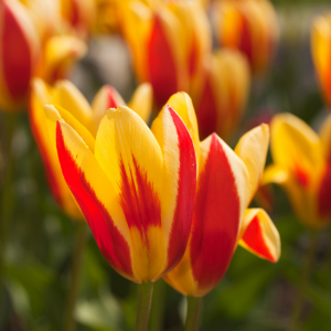 Tulipes Bio – Stresa