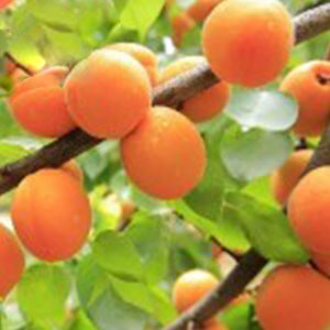 Arbres-Fruitier-Abricotier-Orange-Rubis
