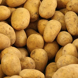 plant de pomme de terre ditta bio