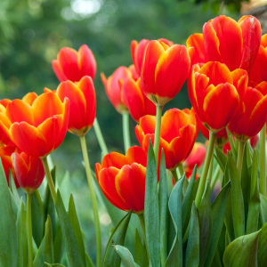 Bulbe de Tulipes Bio – Giant Orange Sunrise