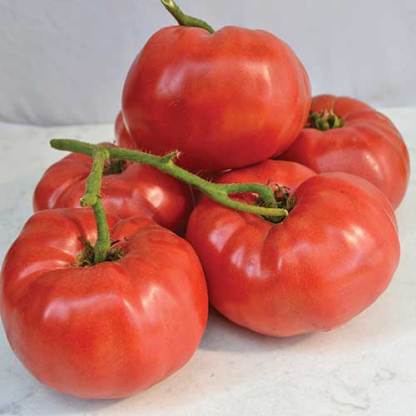 Tomates HF1 (Non Traité) Marpink