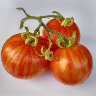Graines de Tomates Timenta HF1 (Non Traité)