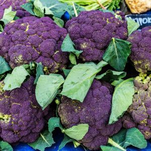 Brocolis Bio Violet du Cap