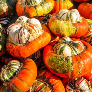 Graines de Courge Bio Giraumon Turban en sachet