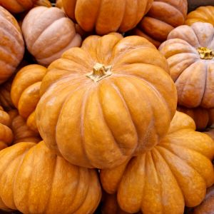 Graines de Courge Bio Musquée de Provence ou Muscade en sachet