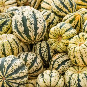 Courge Bio Sweet Dumpling Patidou