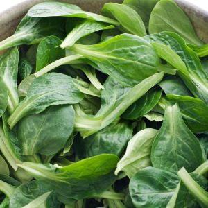 Graines de Mâche Bio de Hollande à grosses graines en Sachet