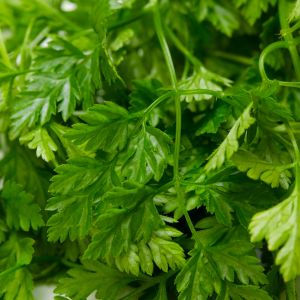 Graines de Cerfeuil commun Bio en Sachet