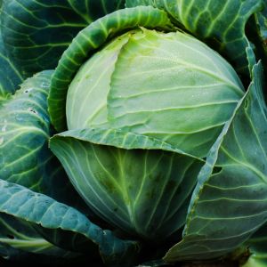 Chou Cabus rond Marché de Copenhague