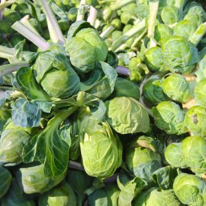 Graines de Chou de Bruxelles Groninger Bio en Sachet