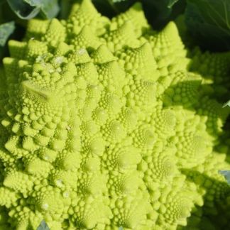 Graines de Chou-fleur Romanesco Bio en Sachet