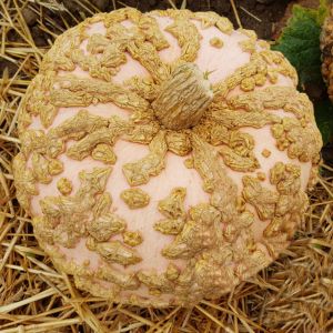 Graines de Courge Bio Gâleuse d'Eysines en sachet