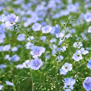 Graines de Lin bleu Bio