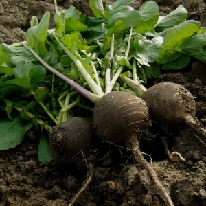 Graines de Radis Noir Gros Rond d'Hiver BIO en Sachet