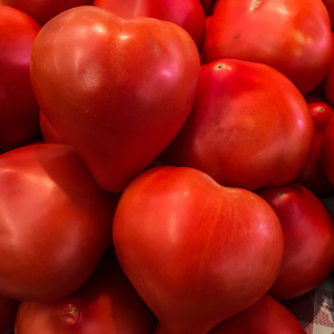Graines de Tomates Biologique Cauralina HF1