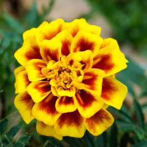 Graines d'oeillet d'Inde Tagete Légion d'honneur Bio en Sachet