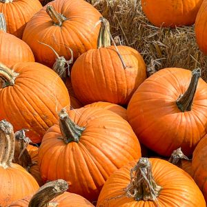 Graines en sachet : Rouge vif d'Etampes Courge – Bio