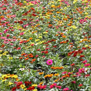 Graines de Jachère Fleurie Bio en Sachet