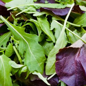 Graines de Mesclun jeune pousse Mizuna Bio en Sachet