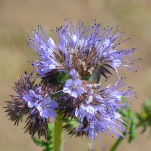 Graines de Phacelie Bio en Sachet