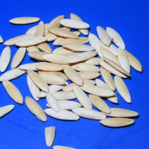 Graines de Concombres Tanja Bio en Sachet