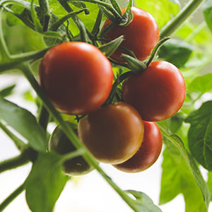 Graines de Tomates Grappes Kalixo HF1 (Non Traité)