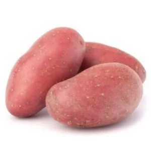 plant de pomme de terre alouette bio