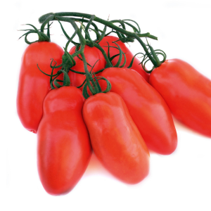 Plant de Tomate Bio Andine Cornue