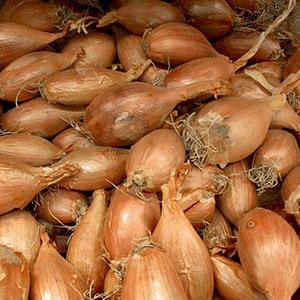 echalotes_longor_bio