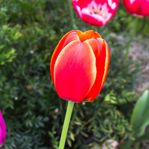 Bulbe de Tulipe Bio – Pallada