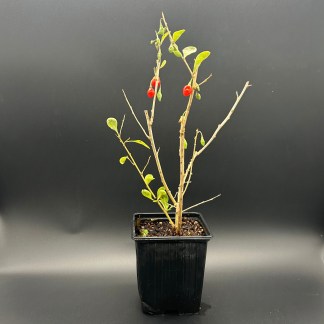 Plant de Goji Bio Chinensis - Godet 9 cm