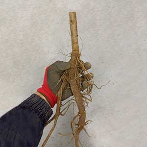 paulownia racine nue