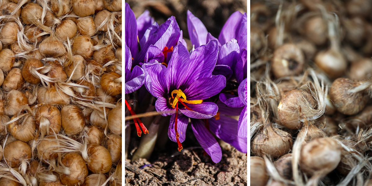 Crocus Safran BIO** - Crocus sativus