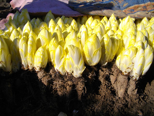racines d'endives bio